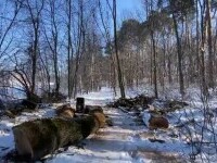 Zeci de lilieci, uciși cu drujba de muncitorii care toaletau copacii, la Sibiu. Nu s-au oprit nici când au văzut masacrul