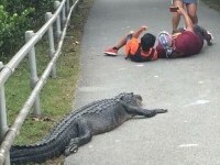 turisti aligator