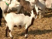 Capra cu gust de vacă a apărut în România „Bocarp”, crescută la Institutul Palas Constanța, are carnea ca de vițel