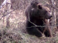 Un urs terorizează un sat întreg din Bacău. Oamenii fac cu rândul de pază