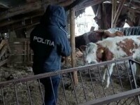 Situație șocantă într-o fermă de vaci din Caraș-Severin: Animale putrezite, lângă cele încă vii, dar moarte de foame