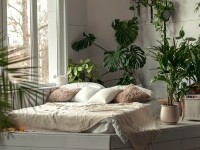 plante in dormitor
