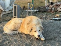 Și-a abandonat câinele pe câmp și s-a trezit cu poliția la ușă. Bărbatul din Mureș a fost amendat cu 5.000 de euro