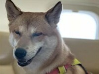 Revoltă după ce mai mulți bărbați au mâncat un câine lovit de o mașină, care fugise speriat de artificii, în China