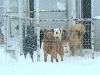 Adăposturile de câini au nevoie de ajutor. În mai multe zone din țară sunt acoperite de zăpădă, iar animalele suferă