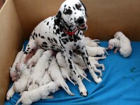 dalmatieni