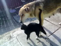 S-a starnit revolta printre proprietarii de caini si pisici din Bucuresti!