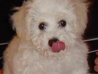 bichon