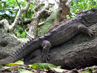 reptila Tuatara