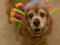 Uno, cel mai batran caine din lume! Are 22 de ani!