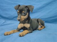 Pinscher pitic