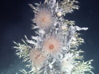 O lume pierduta, descoperita la 2.400 de metri adancime. Oamenii de stiinta nu o pot intelege