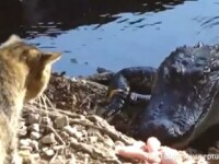 pisica se bate cu un aligator