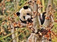 ursulet panda