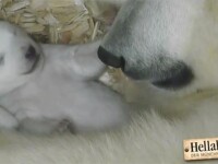 Momentul in care doi pui de urs polar deschid ochii pentru prima data si isi vad mama