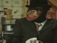 Drama cimpanzeului Choopers, care trebuie sa invete din nou sa se comporte ca o maimuta. VIDEO