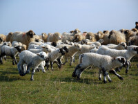 cioban cu oi turma