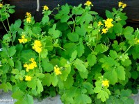 Sunteti tentati sa apelati la terapii naturiste? Solicitati sfatul unui medic inainte de a incepe tratamentul