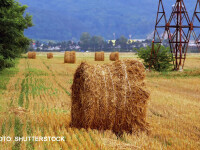 agricultura Romania capita de fan