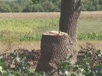 Barbat din Suceava, in coma dupa ce i-a cazut un copac in cap. Ar fi fost angajat sa taie lemne, fara contract de munca