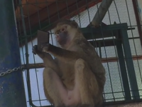 O maimuta de la ZOO Brasov a furat un smartphone de la un turist. Ce a urmat a facut deliciul tuturor. VIDEO