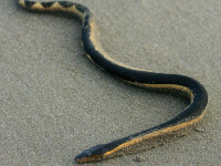 Plajele din Australia au fost invadate de serpi veninosi. Explicatia pentru acest fenomen