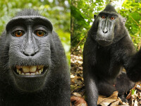 Cine are de fapt drepturi pe selfie-urile facute de o maimuta. Un tribunal din Statele Unite a luat o decizie istorica