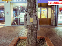 copaci - Aura Stan