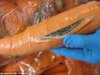 O tona de marijuana, camuflata printre morcovi, descoperita la frontiera SUA. Cum au vrut sa treaca traficantii cu drogurile