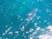 O plaja din Australia a fost evacuata dupa ce un rechin de 7 metri a aparut la mal. 