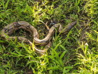 Au gasit un sarpe anaconda urias intr-un oras din Brazilia. Ce au vazut localnicii cand i-au taiat burta