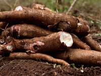 cassava