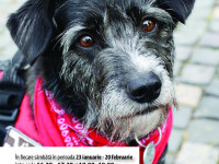 Programul „Keep Calm with Dogs″, desfasurat la FSPAC Cluj
