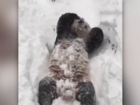Tian Tian, ursuletul panda pentru care viscolul din SUA a fost o bucurie. A fost filmat in timp ce se joaca in zapada