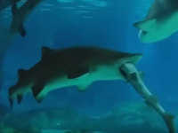 Deznodamantul unei lupte intre doi rechini, la acvariul din Seul. Scenele rare la care au asistat vizitatorii