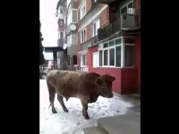 Vacile maidaneze