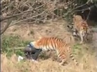 Turist sfasiat de 3 tigri, in fata sotiei si a copilului, la o gradina zoo din China. Cum a ajuns in aceasta situatie. VIDEO