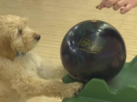 Câine bowling