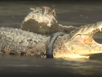 Crocodil Indonezia.