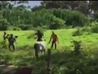 Vaca ucisa in Venezuela