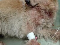 Câine împușcat în prezența proprietarului, la Constanța. Atacatorul se afla într-o mașină