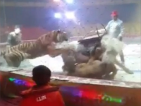 lupta la circ in China