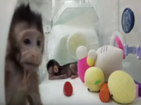 Maimute clonate