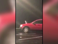 Bărbat căutat de polițiști, după ce și-a plimbat pisica pe capota mașinii
