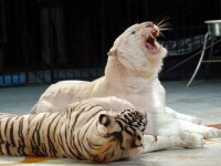 Tigrii siberieni de la Circul Globus, duşi într-un habitat mai potrivit: la Galaţi