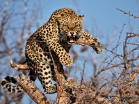 Un leopard a rănit zece persoane în capitala Ciadului