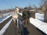 Cai loviți cu bestialitate în timpul unui concurs în Dâmbovița: 
