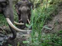 Şase elefanţi au murit în Thailanda în timp ce încercau să se salveze unii pe alţii