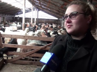 Alina, ferma de capre