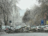 Mașini, avariate din cauza copacilor căzuți pe străzile din București